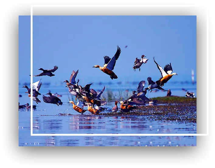 3N_4D_Bhubaneswar_Konark_Puri_Chilika_Tour Package
